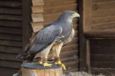 Falke vor Schloss Tirol