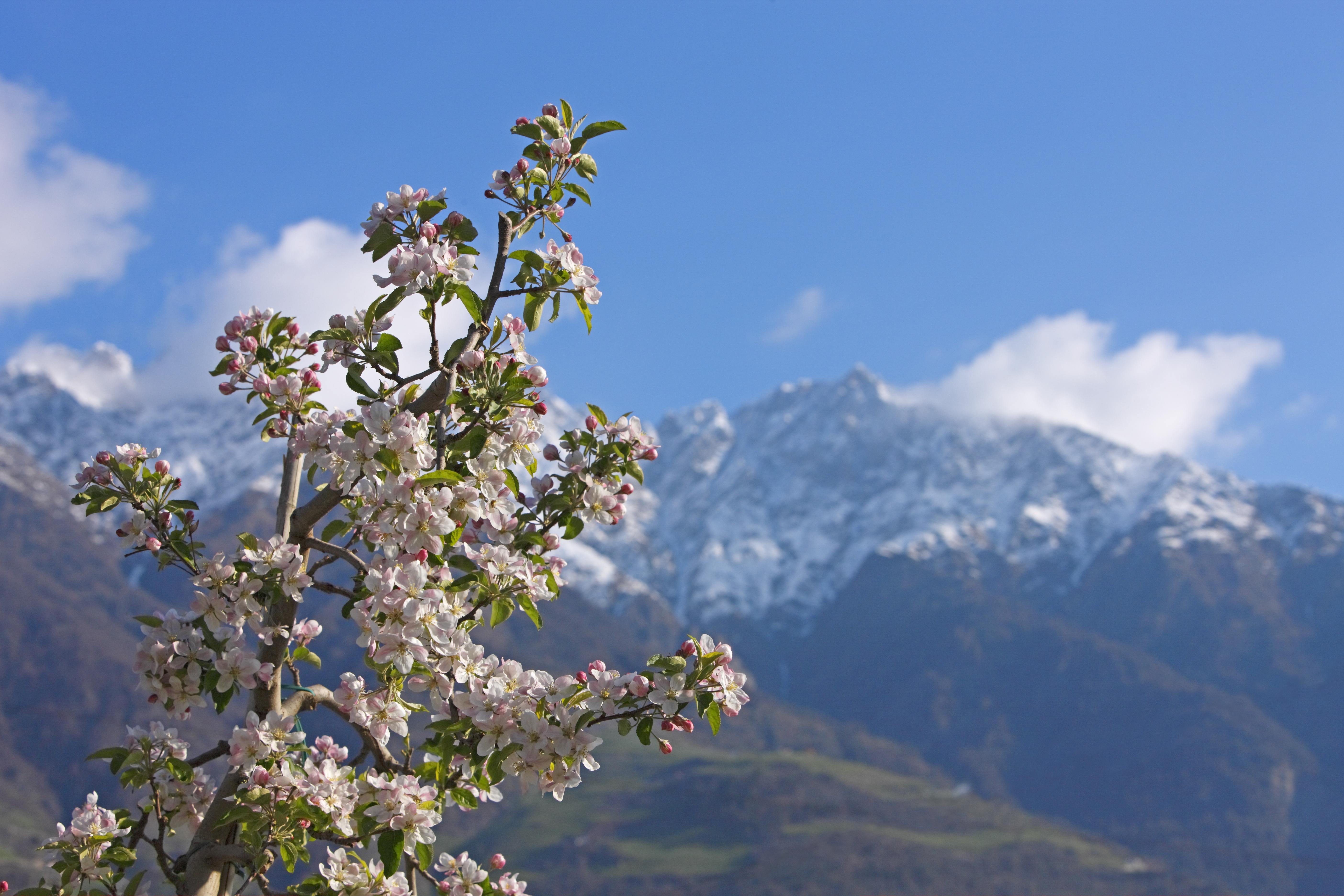 Baum mit Blüten in Naturns Meran